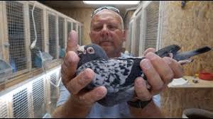 Image result for Abbeyton & Broomfield Racing Pigeons