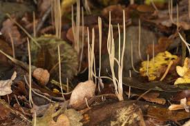 Attēlu rezultāti vaicājumam “Macrotyphula juncea”