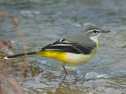 Attēlu rezultāti vaicājumam “Motacilla cinerea”