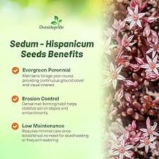 Attēlu rezultāti vaicājumam “Sedum hispanicum fruit”