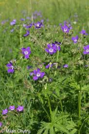 Attēlu rezultāti vaicājumam “Geranium sylvaticum”