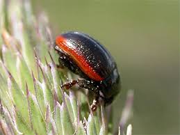 Attēlu rezultāti vaicājumam “Chrysolina sanguinolenta”