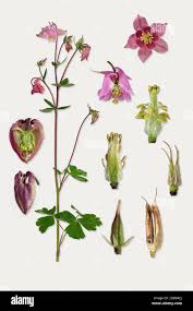 Attēlu rezultāti vaicājumam “Aquilegia vulgaris leaf”