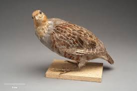 Attēlu rezultāti vaicājumam “Perdix perdix”