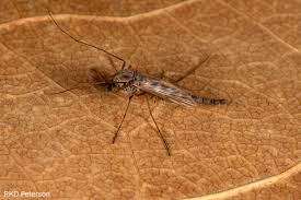 Attēlu rezultāti vaicājumam “Chironomidae”