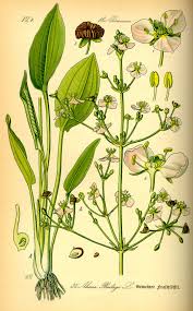 Attēlu rezultāti vaicājumam “Alisma plantago-aquatica”