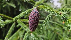 Attēlu rezultāti vaicājumam “Picea abies fruit”