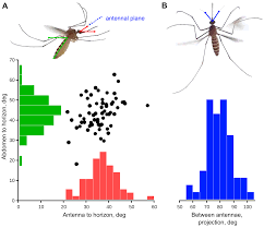 Attēlu rezultāti vaicājumam “Culex pipiens female”