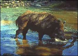 Attēlu rezultāti vaicājumam “Sus scrofa”