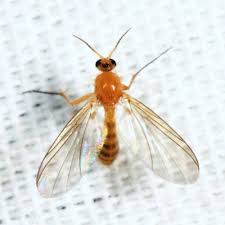 Attēlu rezultāti vaicājumam “Mycetophilidae”