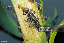 Attēlu rezultāti vaicājumam “Adalia bipunctata larva”