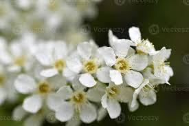Attēlu rezultāti vaicājumam “Prunus padus var. roseiflora flower”