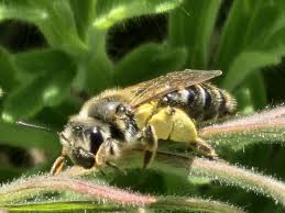 Attēlu rezultāti vaicājumam “Andrena”