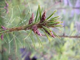 Attēlu rezultāti vaicājumam “Pseudotsuga menziesii fruit”