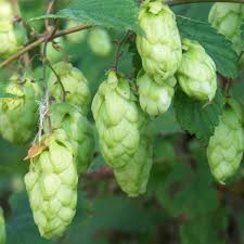 Attēlu rezultāti vaicājumam “Humulus lupulus”