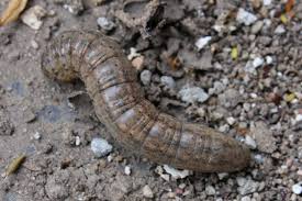 Attēlu rezultāti vaicājumam “Agrotis ripae larva”