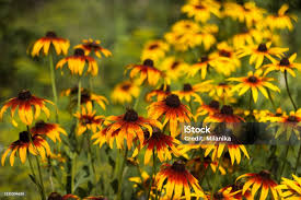 Attēlu rezultāti vaicājumam “Rudbeckia hirta var. hirta flower”