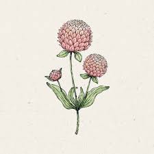 Image result for Kugelamarant