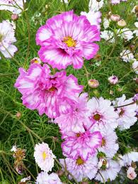 Image result for Cosmos bipinnatus `Double Click`