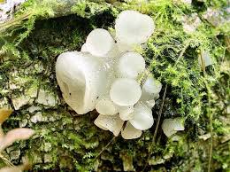 Attēlu rezultāti vaicājumam “Neobulgaria pura”