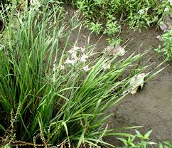 Attēlu rezultāti vaicājumam “Butomaceae”