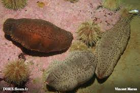 Image result for Cucumaria frondosa