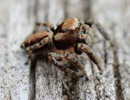 Attēlu rezultāti vaicājumam “Evarcha falcata”