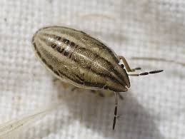 Attēlu rezultāti vaicājumam “Aelia acuminata”