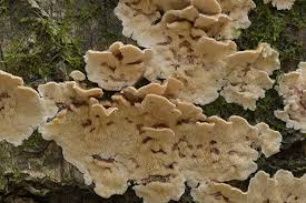 Attēlu rezultāti vaicājumam “Steccherinum bourdotii”