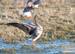 Attēlu rezultāti vaicājumam “Anser albifrons”