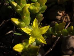 Attēlu rezultāti vaicājumam “Sedum acre bud”