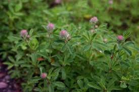 Attēlu rezultāti vaicājumam “Trifolium arvense”