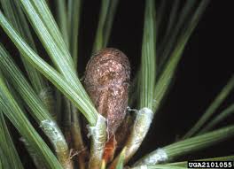 Attēlu rezultāti vaicājumam “Diprionidae cocoon”