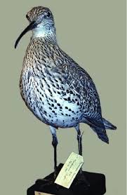 Image result for Numenius tenuirostris