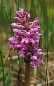 Attēlu rezultāti vaicājumam “Dactylorhiza cruenta flower”
