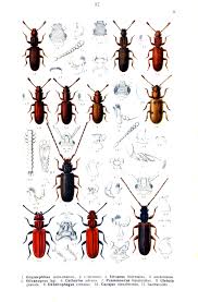 Attēlu rezultāti vaicājumam “Dendrophagus crenatus”