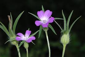 Image result for Kornrade