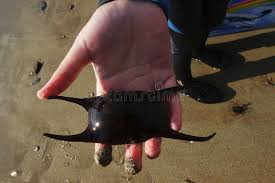 Image result for Raja montagui