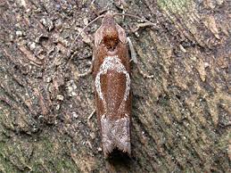 Attēlu rezultāti vaicājumam “Epiblema foenella”