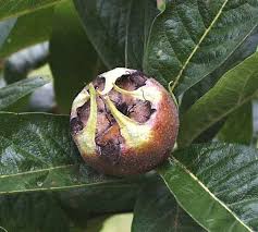 Attēlu rezultāti vaicājumam “Mespilus germanica”