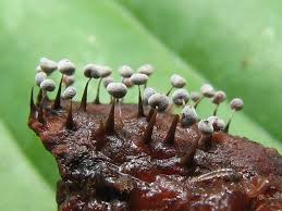 Attēlu rezultāti vaicājumam “Didymium megalosporum macro”