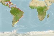 Image result for Mugil liza