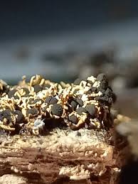 Attēlu rezultāti vaicājumam “Diderma floriforme spores”