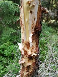 Attēlu rezultāti vaicājumam “Lachnellula willkommii”