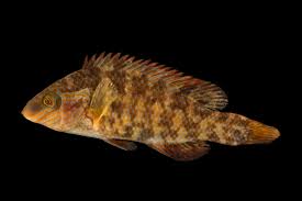 Image result for Symphodus melops