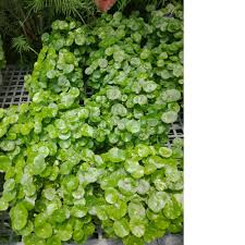 「銅錢草」的圖片搜尋結果