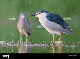 Image result for Nycticorax nycticorax