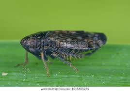 Attēlu rezultāti vaicājumam “Planaphrodes sp.”