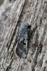 Attēlu rezultāti vaicājumam “Orthosia gothica”