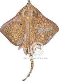 Image result for Dipturus laevis